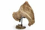 Plesiosaur Scapula Bone on Ammonite Stand - Asfla, Morocco #252630-3